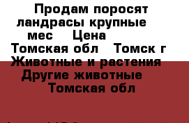 Продам поросят,ландрасы,крупные,1,5 мес. › Цена ­ 2 800 - Томская обл., Томск г. Животные и растения » Другие животные   . Томская обл.